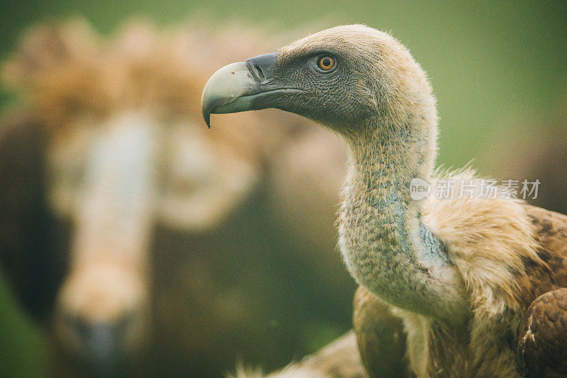 Griffon Vulture (Gyps fulvus)鹰群